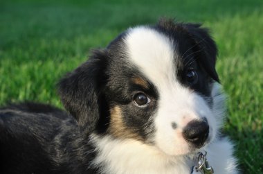 Avustralyalı çoban (Aussie) köpek yavrusu