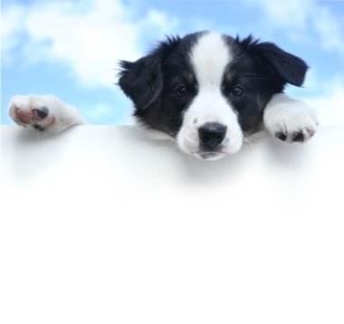 Avustralyalı çoban (Aussie) köpek boş bir işareti yukarıda