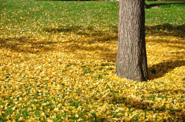 Ginkgo çimde sonbahar yaprakları.