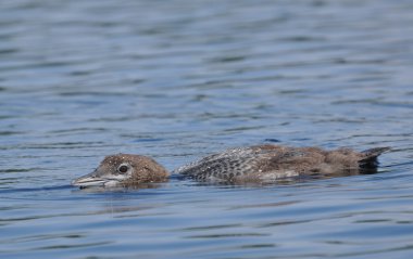 Common Loon Chick clipart