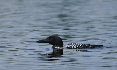 Common Loon clipart