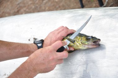 Fisherman Filleting a Walleye Fish (Sander vitreus) clipart