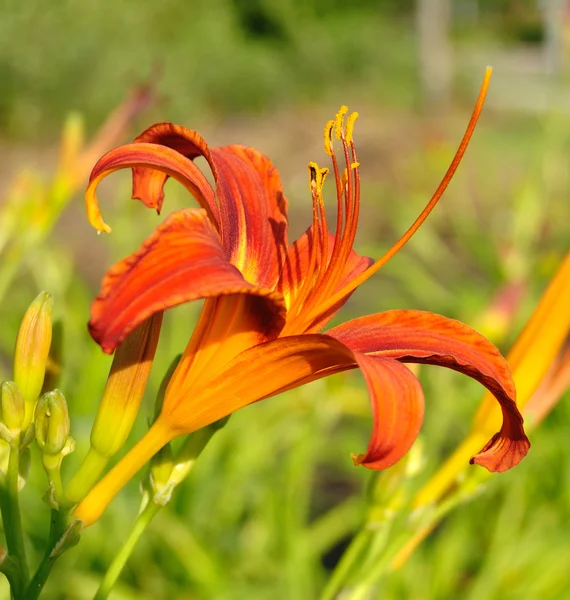 Orange nyförvärv blomma — Stockfoto