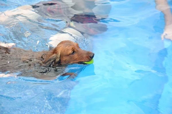 红色的长毛腊肠狗游泳 — 图库照片