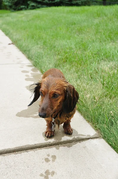 Wet Red Long-Haired Dachshund — Stock Photo, Image