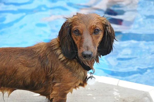 Wet Red Long-Haired Dachshund — Stock Photo, Image