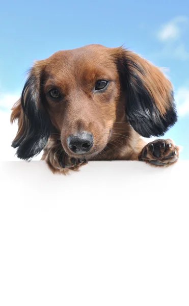 Red Long-Haired Dachshund Above a Blank Sign — Stock Photo, Image