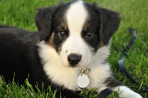 stock image Australian Shepherd (Aussie) Puppy