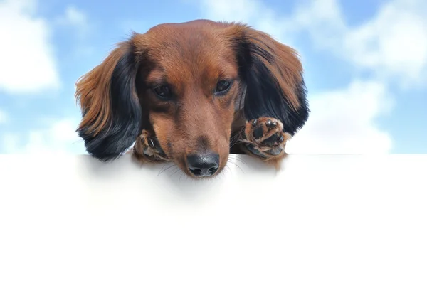 Κόκκινο μακρυμάλλης είδος γερμανικού κυνηγετικού σκύλου πάνω από ένα κενό σημάδι — Φωτογραφία Αρχείου