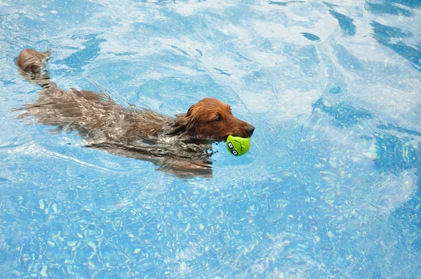 Kırmızı uzun saçlı dachshund Yüzme — Stok fotoğraf