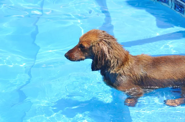 Ud Red Long-Haired Dachshund într-o piscină — Fotografie, imagine de stoc
