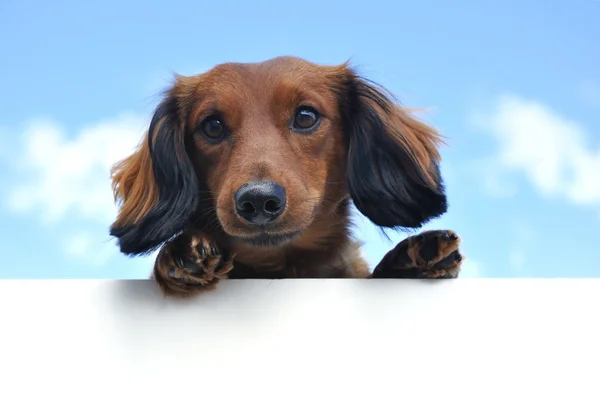 Κόκκινο μακρυμάλλης είδος γερμανικού κυνηγετικού σκύλου πάνω από ένα κενό σημάδι — Φωτογραφία Αρχείου