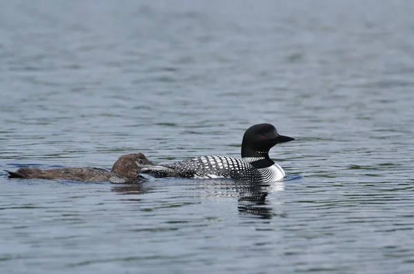Common Loon With Chick — Stock Photo, Image