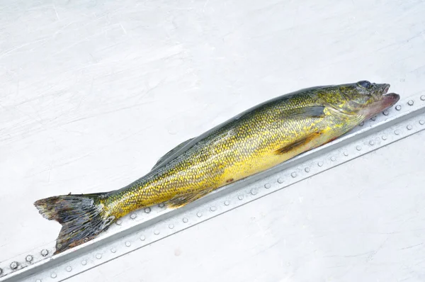 Snoekbaarzen vissen (Sander vitreus) — Stockfoto