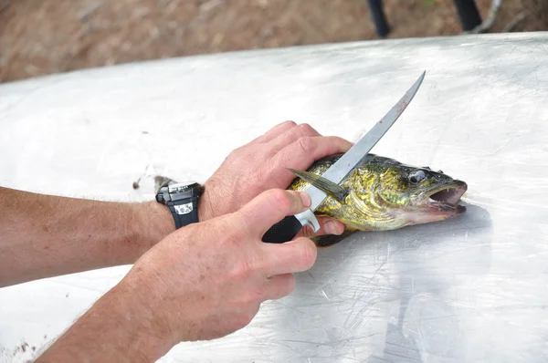 Pescatore Filleting un pesce Walleye (Sander vitreus ) — Foto Stock