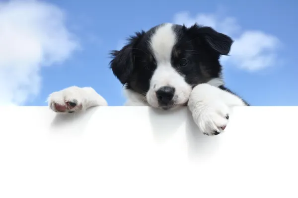 空白記号の上 (オーストラリア) のオーストラリアン シェパード子犬 — ストック写真