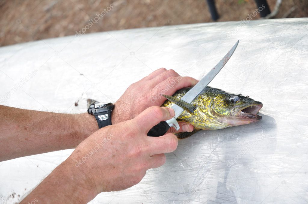 Fisherman Filleting a Walleye Fish (Sander vitreus)