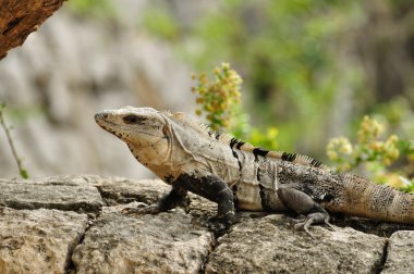 Iguana