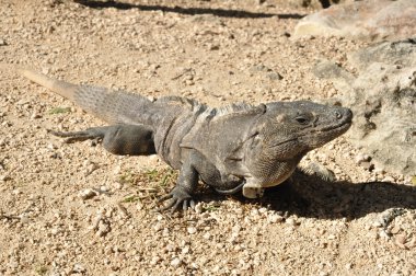 Iguana