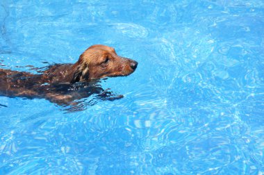 Kırmızı uzun saçlı dachshund Yüzme