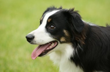 Avustralyalı çoban (Aussie) köpek