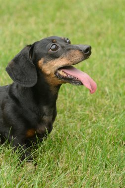 siyah ve tabaklamak kısa saçlı dachshund