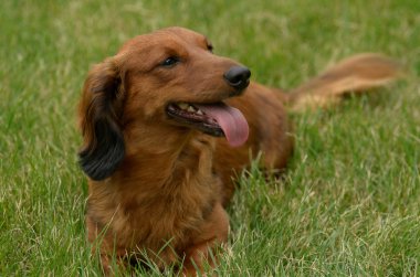 Kırmızı uzun saçlı dachshund