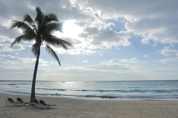 Leżaki pod palmą na tropikalnej plaży — Zdjęcie stockowe