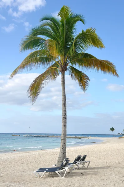 Пляжные шезлонги под пальмовой ветвью на пляже — стоковое фото