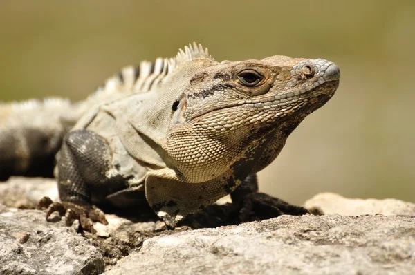 stock image Close-up of an Iguana