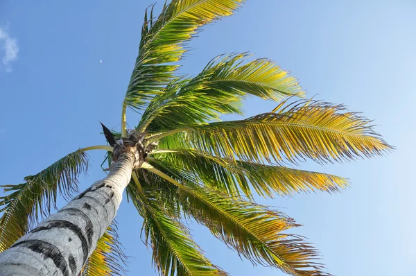 Palm Tree Against a Blue Sky — Stock Photo, Image