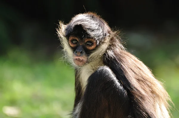 Паукообразная обезьяна Джеффроя (Ateles geoffroyi ) — стоковое фото