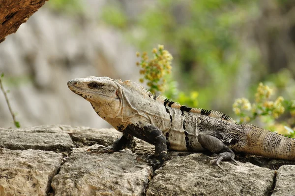 stock image Iguana