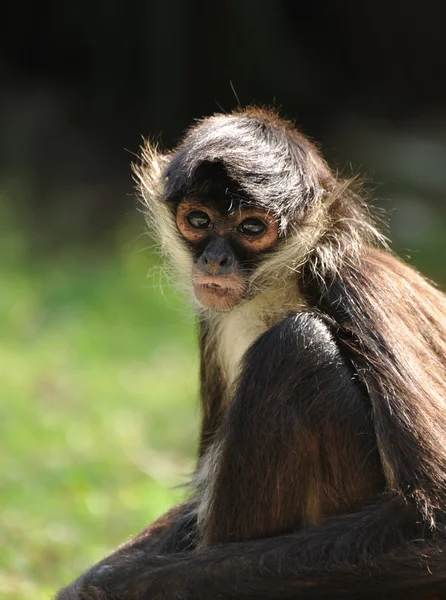 Macaco-aranha do Geoffroy (Ateles geoffroyi ) — Fotografia de Stock