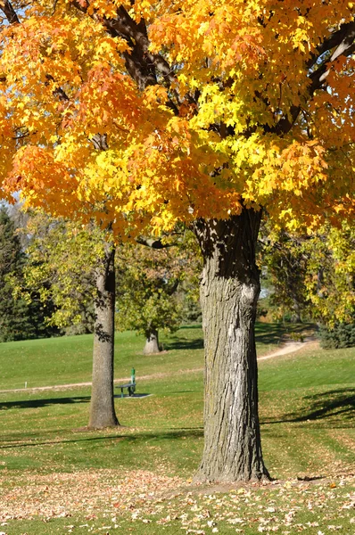 Folhas coloridas na árvore de bordo — Fotografia de Stock