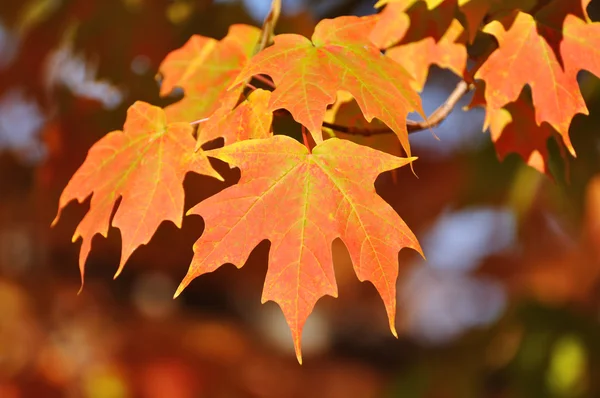 カラフルなカエデの葉 — ストック写真
