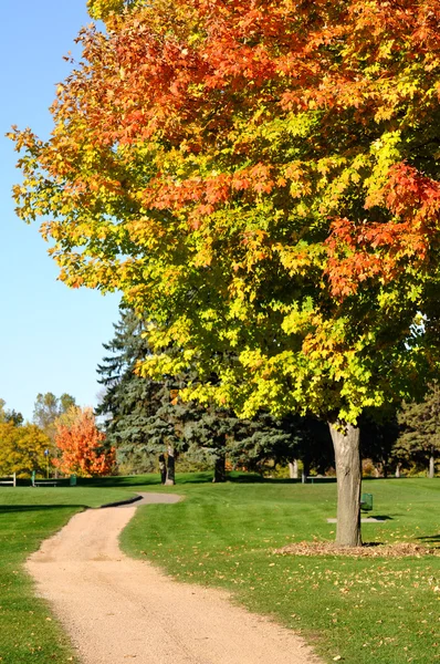 カエデの木の色鮮やかな葉 — ストック写真