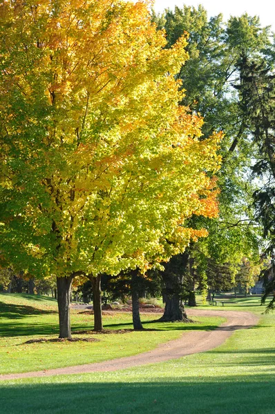 Kleurrijke bladeren op maple bomen — Stockfoto
