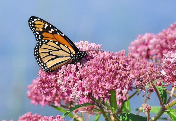 Monarch vlinder (Danaos plexippus) op Swamp Kroontjeskruid Wildflower — Stockfoto