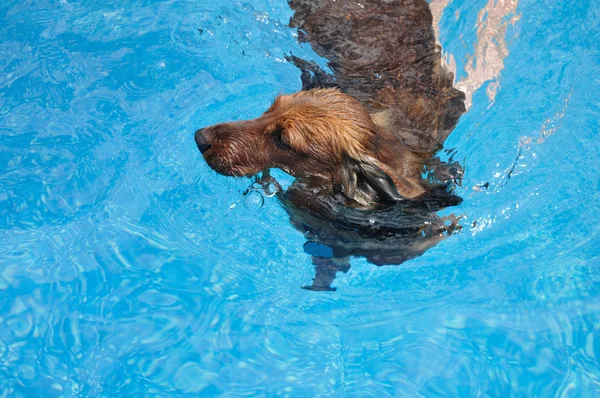 红色的长毛腊肠狗游泳 — 图库照片