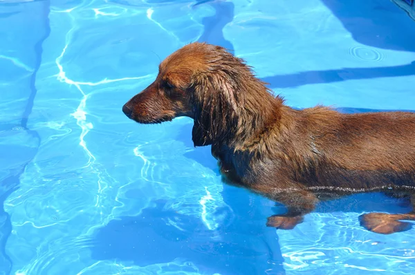 Dachshund dai capelli lunghi rosso bagnato in una piscina — Foto Stock