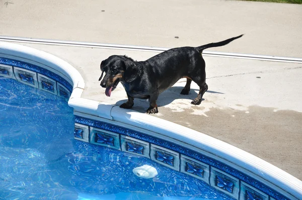 游泳池边湿的黑和谭短头发腊肠狗。 — 图库照片