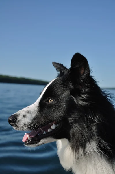 Профиль черно-белой собаки — стоковое фото