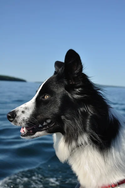 A fekete-fehér kutya profilja — Stock Fotó