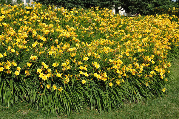 Yellow Daylillies in Backyard Flower Bed