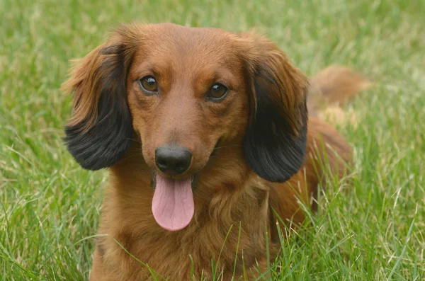 Red Long-Haired Dachshund — Stock Photo, Image