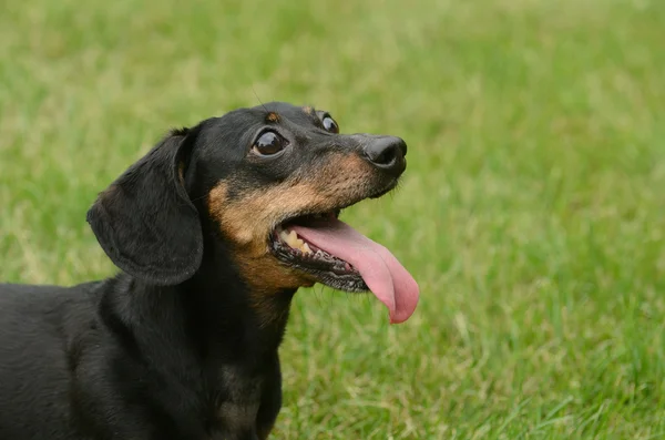 Μαύρο και μαύρισμα σύντομη μαλλιά είδος γερμανικού κυνηγετικού σκύλου — Φωτογραφία Αρχείου