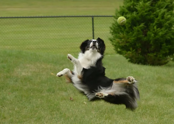 Ausztrál juhászkutya (ausztrál) kutya egy labda fogása — Stock Fotó