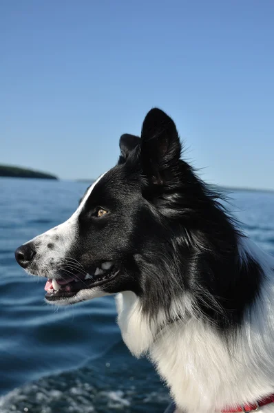 border collie eskimo mix