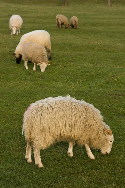 Пасущиеся овцы — стоковое фото